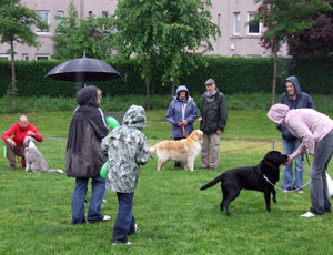 Owners, umbrellas, a golder retriever and a black labrador