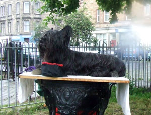 Black Skye Terrier on an old sewing machine table, with Dalmeny St visible in the background