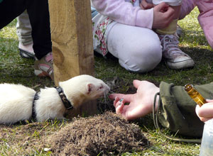 White ferret licking a well manicured finger